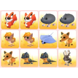 BUNDLE PET X12