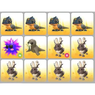 BUNDLE PET X12