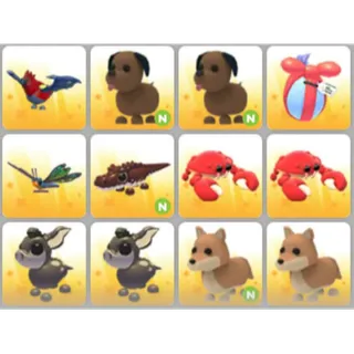 BUNDLE PET X12