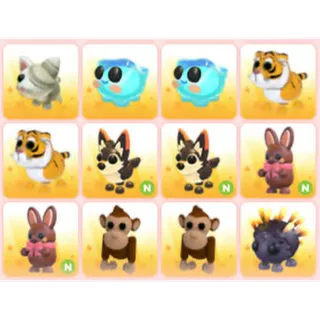 BUNDLE PET X12