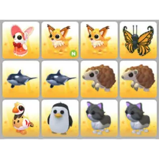 BUNDLE PET X12