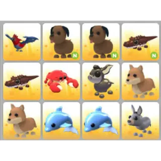 BUNDLE PET X12