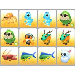 BUNDLE PET X12
