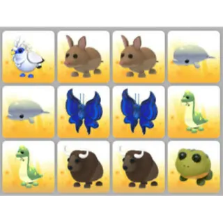 BUNDLE PET X12