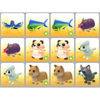 BUNDLE PET X12