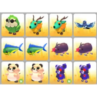 BUNDLE PET X12