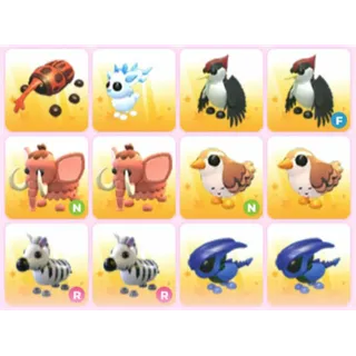 BUNDLE PET X12