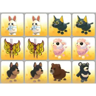 BUNDLE PET X12