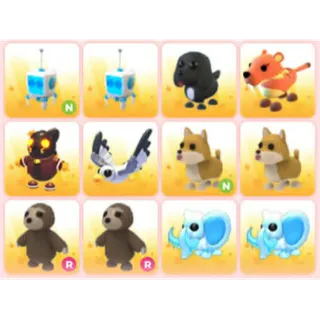 BUNDLE PET X12