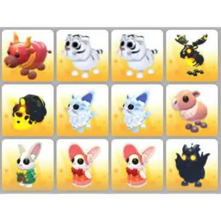 BUNDLE PET X12
