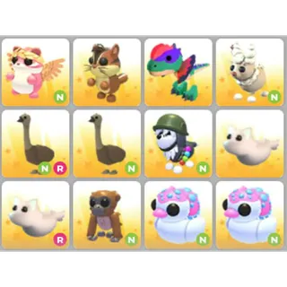 BUNDLE PET X12