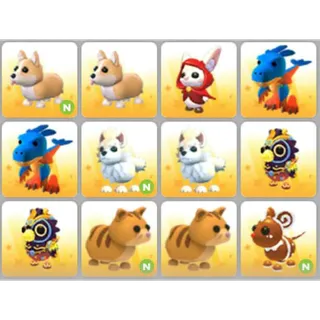 BUNDLE PET X12