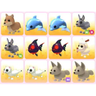 BUNDLE PET X12
