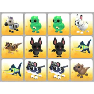 BUNDLE PET X12