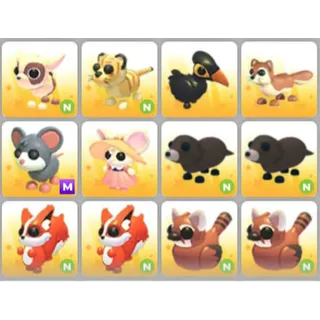 BUNDLE PET X12