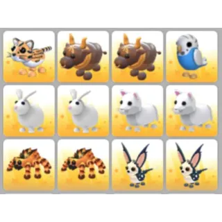 BUNDLE PET X12