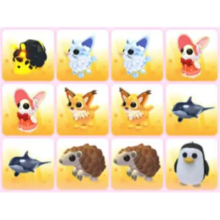 BUNDLE PET X12