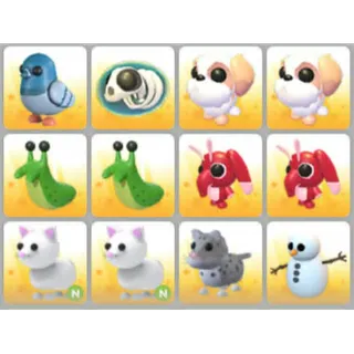 BUNDLE PET X12