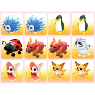 BUNDLE PET X12