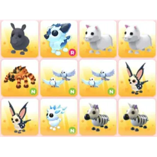 BUNDLE PET X12