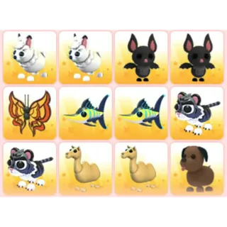 BUNDLE PET X12