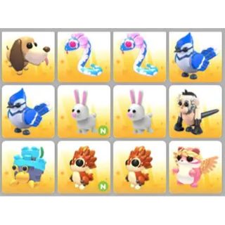 BUNDLE PET X12