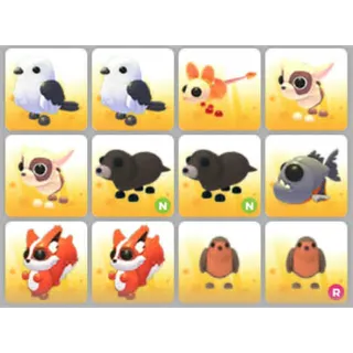 BUNDLE PET X12