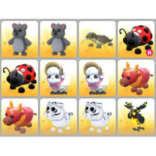 BUNDLE PET X12