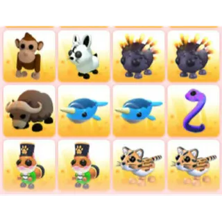 BUNDLE PET X12