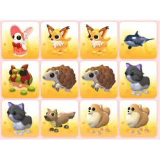BUNDLE PET X12