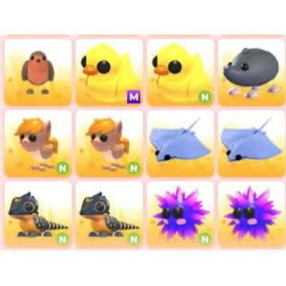BUNDLE PET X12