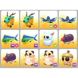 BUNDLE PET X12