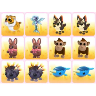 BUNDLE PET X12