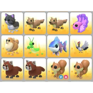 BUNDLE PET X12