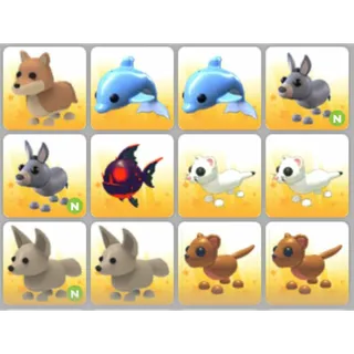BUNDLE PET X12