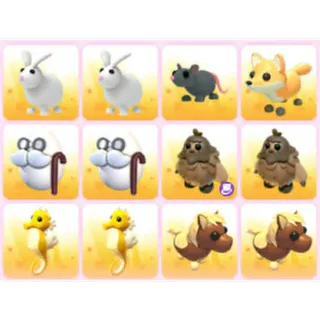 BUNDLE PET X12