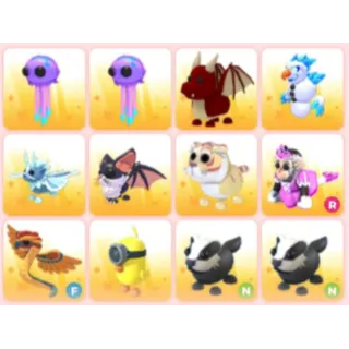 BUNDLE PET X12