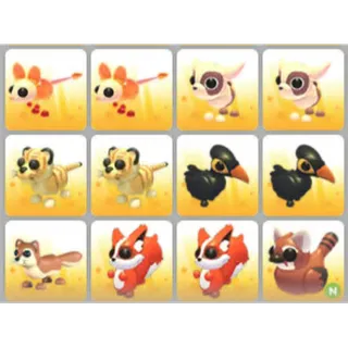 BUNDLE PET X12