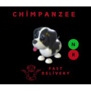 black springer spaniel nr