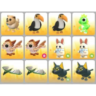 BUNDLE PET X12