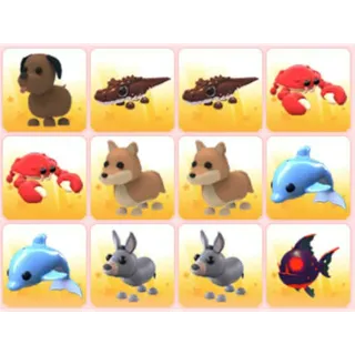 BUNDLE PET X12