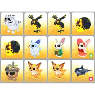 BUNDLE PET X12