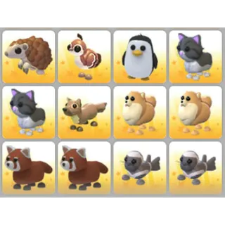 BUNDLE PET X12