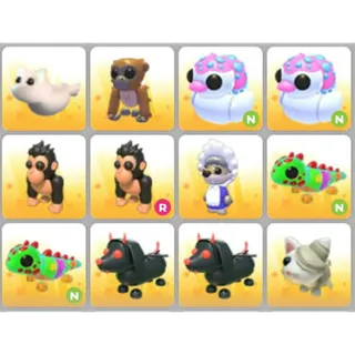 BUNDLE PET X12