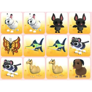 BUNDLE PET X12