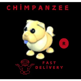 golden chow-Chow r