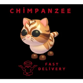 CATTE