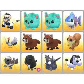 BUNDLE PET X12