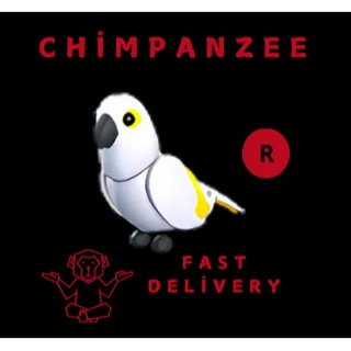 R WHITE AMAZON