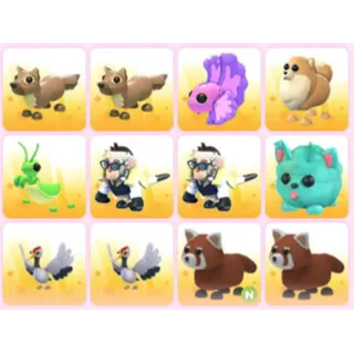 BUNDLE PET X12